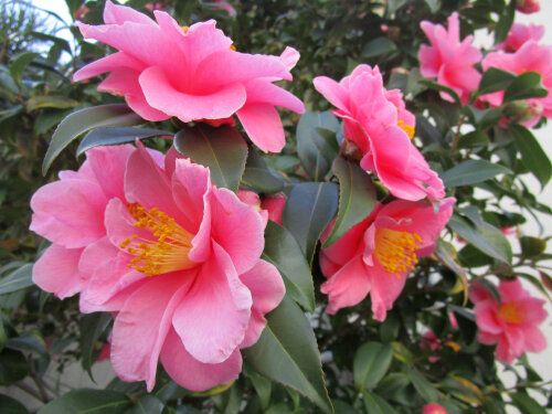 Camellia Hybrid 'Marge Miller'